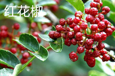 红花椒
