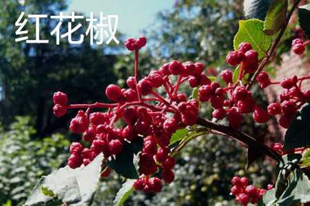 红花椒