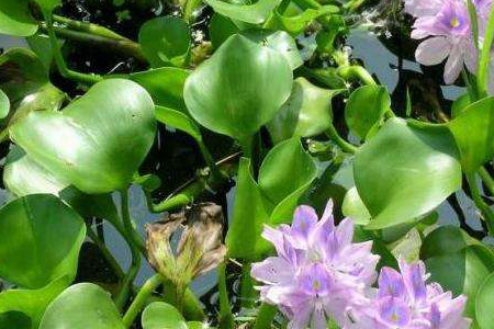 水葫芦