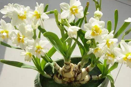 水仙花