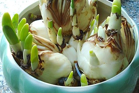 水仙花鳞茎