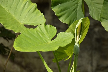 观叶植物