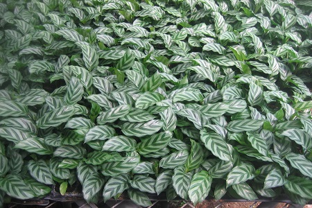观叶植物