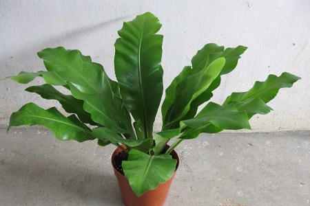 观叶植物