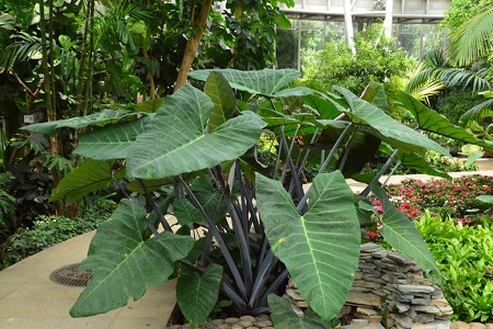 观叶植物