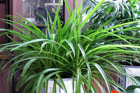 观叶植物