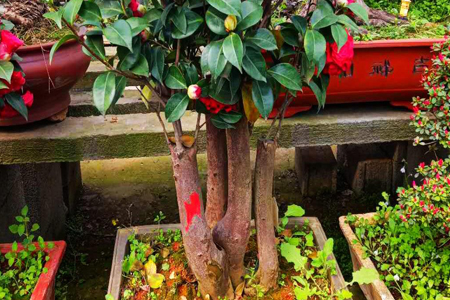 野生茶花桩