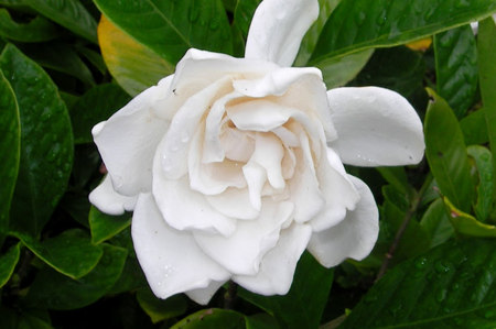 栀子花