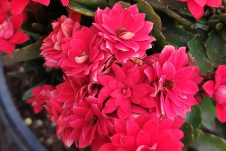 长寿花