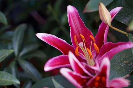 百合花