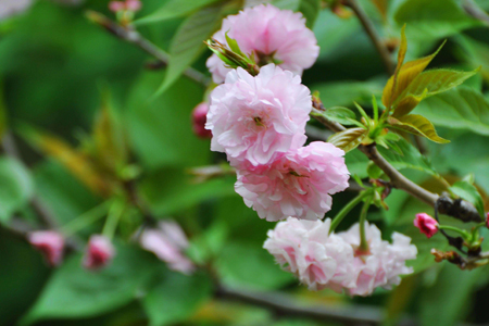 樱花花语