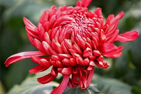 红色菊花