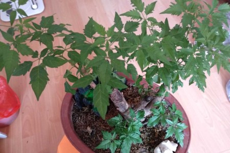 黄荆树桩