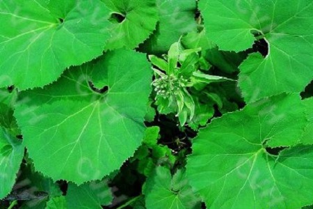 蜂斗菜