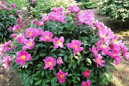 芍药 芍药