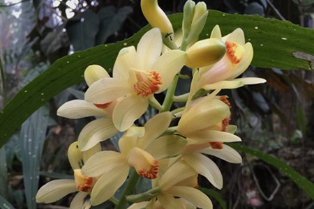 黄花鹤顶兰