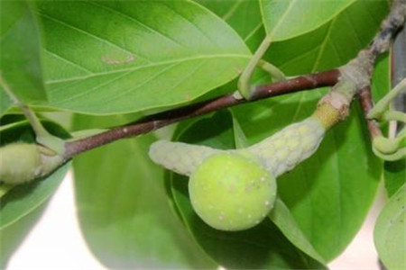玉兰花