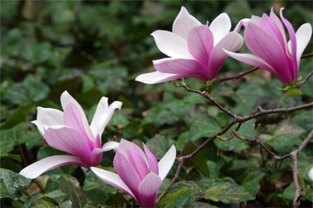 玉兰花