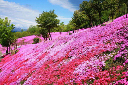 芝樱