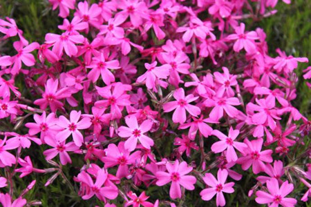 芝樱
