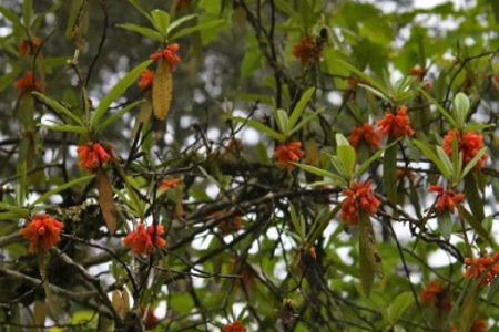 管花杜鹃