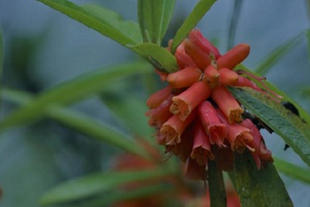 管花杜鹃