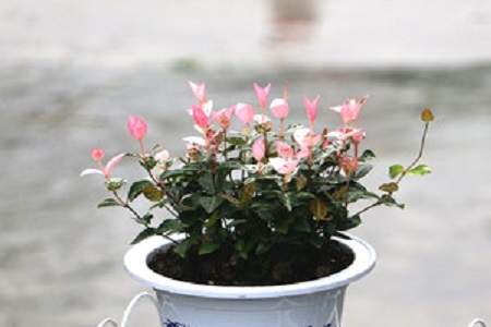 彩叶竹芋
