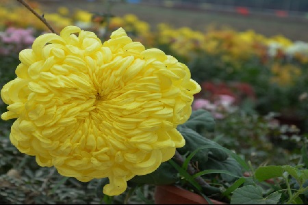 独本菊