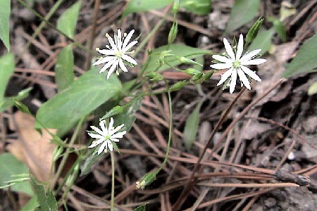 繁缕