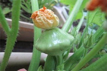 飞碟瓜