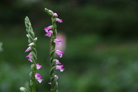 绶草