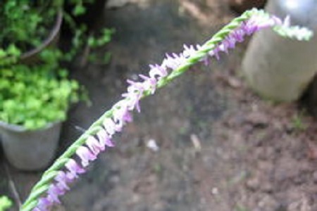 绶草