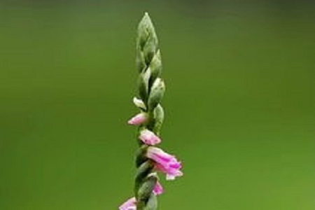 绶草