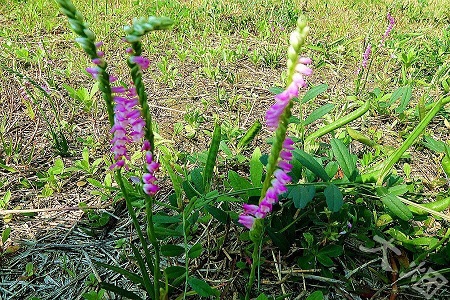 绶草