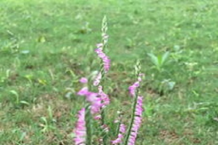 绶草