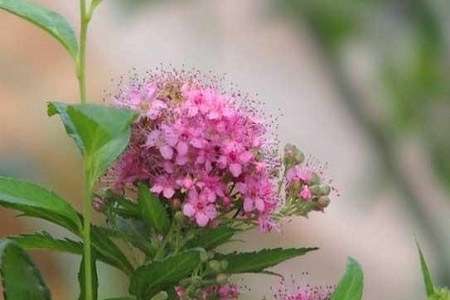 夕雾花