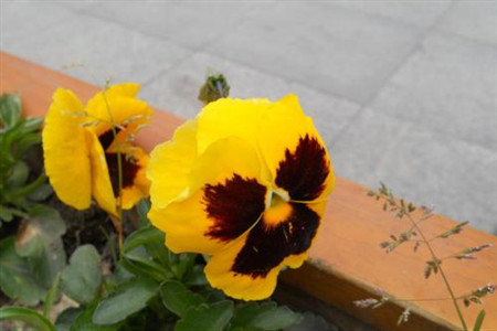 蛾蝶花