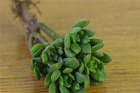 石莲花