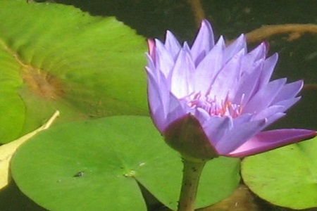 延药睡莲