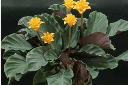 黄苞竹芋