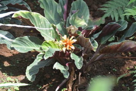 黄苞竹芋