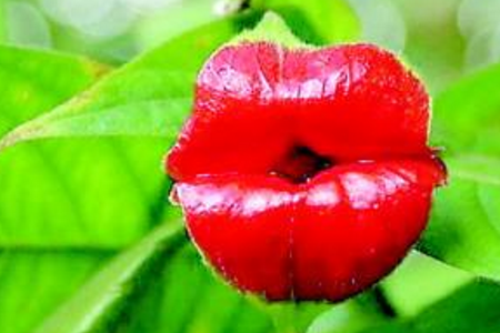 嘴唇花的养殖方法和注意事项