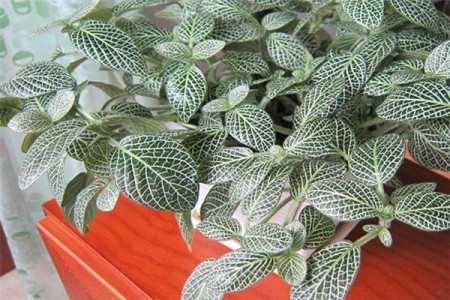 網紋草