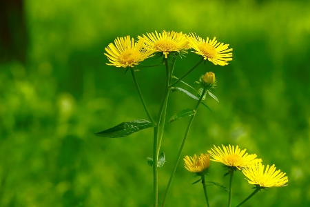 六月菊