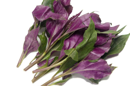 紫背菜功效与图片图片