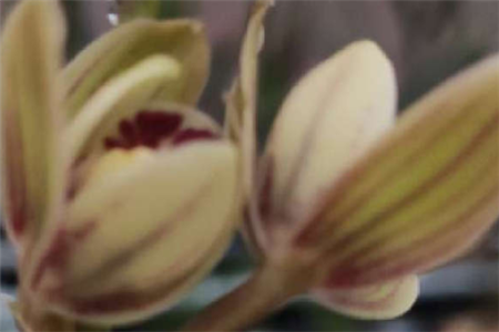 金荷