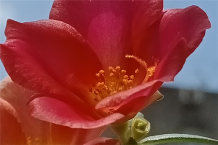 太陽花