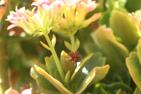 長壽花