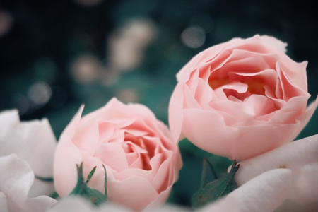 薔薇
