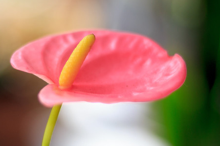 紅掌